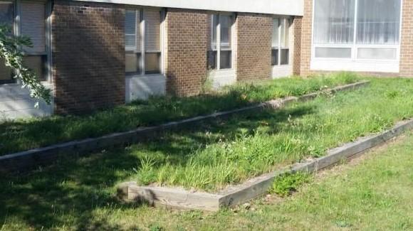 Two abandoned garden beds in the Houghton Elementary School courtyard full of knapweed.