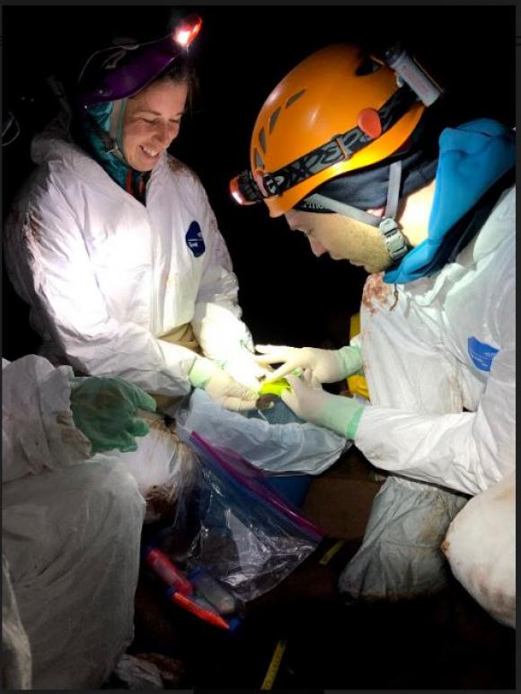 Dr. Kate Langwig and Dr. Joe Hoyt of Virginia Tech work in cooperation with the MI Department of Natural Resources in a local mine to collect data from bats, and apply UV powder to their wings to track movements and interactions during their hibernation period.